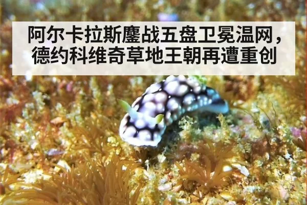 阿尔卡拉斯鏖战五盘卫冕温网，德约科维奇草地王朝再遭重创